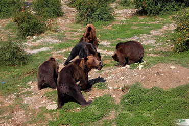 Медведи в Сафари-Парке в Геленджике